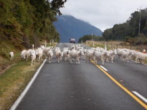 Paparoa NP - Gletscher-069